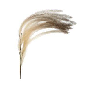 Plume artificielle POMAX - Plum'o - beige