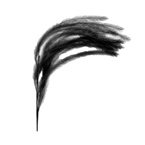 Plume artificielle - POMAX - Plum'o - noire